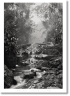 Sebastião Salgado. Amazônia. Poster ‘Creek’