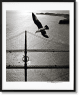 San Francisco. Portrait of a City, Art Edition No. 76–150 'Seagull over Golden Gate Bridge, early 1950s'