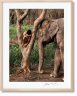 Steve McCurry. Animals. Art Edition No. 1–100 ‘Chiang Mai, Thailand, 2010’
