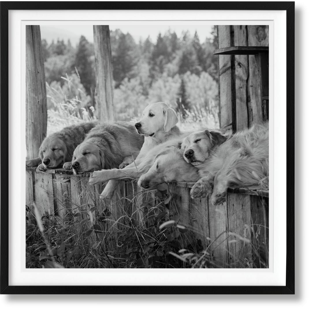Bruce Weber. The Golden Retriever Photographic Society. Art Edition No. 1–100 ‘Little Bear Ranch, Montana, 1996’