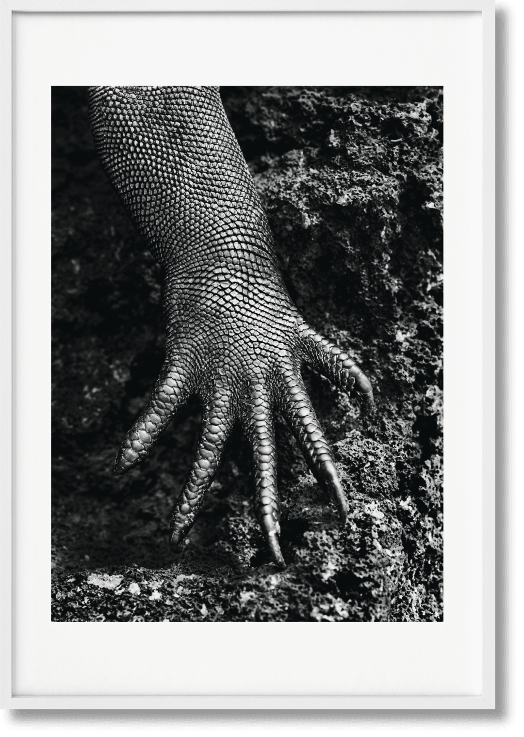 Taschen Sebastião Salgado. Genesis. Art Edition No. 301–400 ‘marine Iguana, Galápagos, Ecuador'