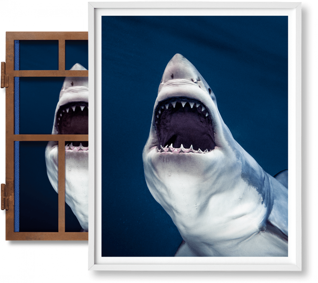 Taschen Michael Muller. Sharks, Art Edition No. 1–100 ‘tear You Apart'