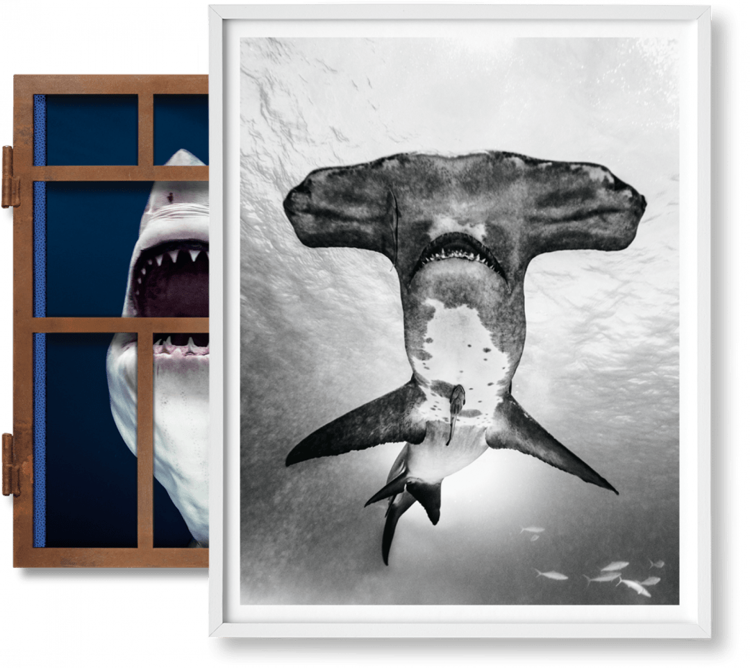 Taschen Michael Muller. Sharks, Art Edition No. 101–200 ‘under Study'