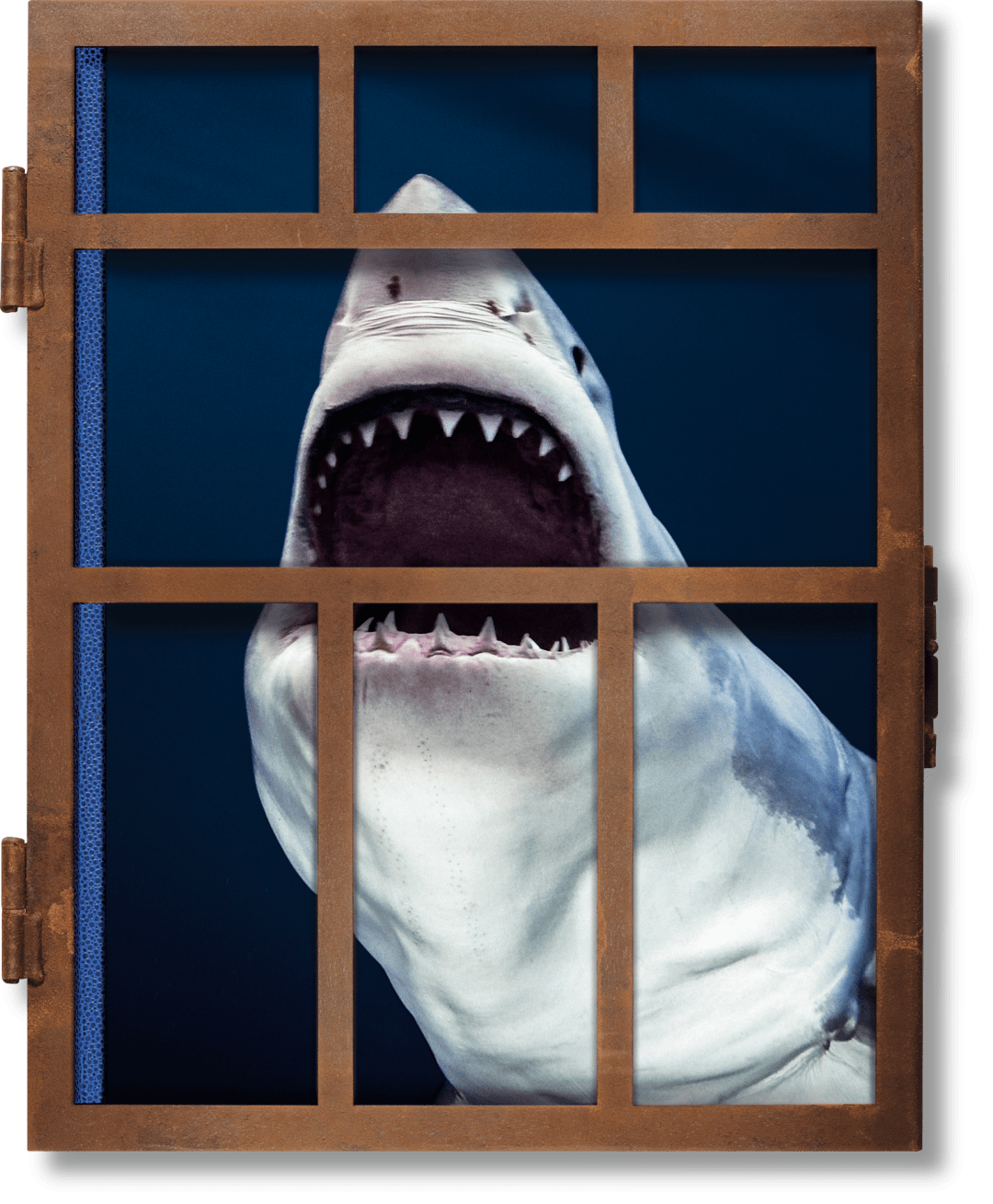 Michael Muller. Sharks