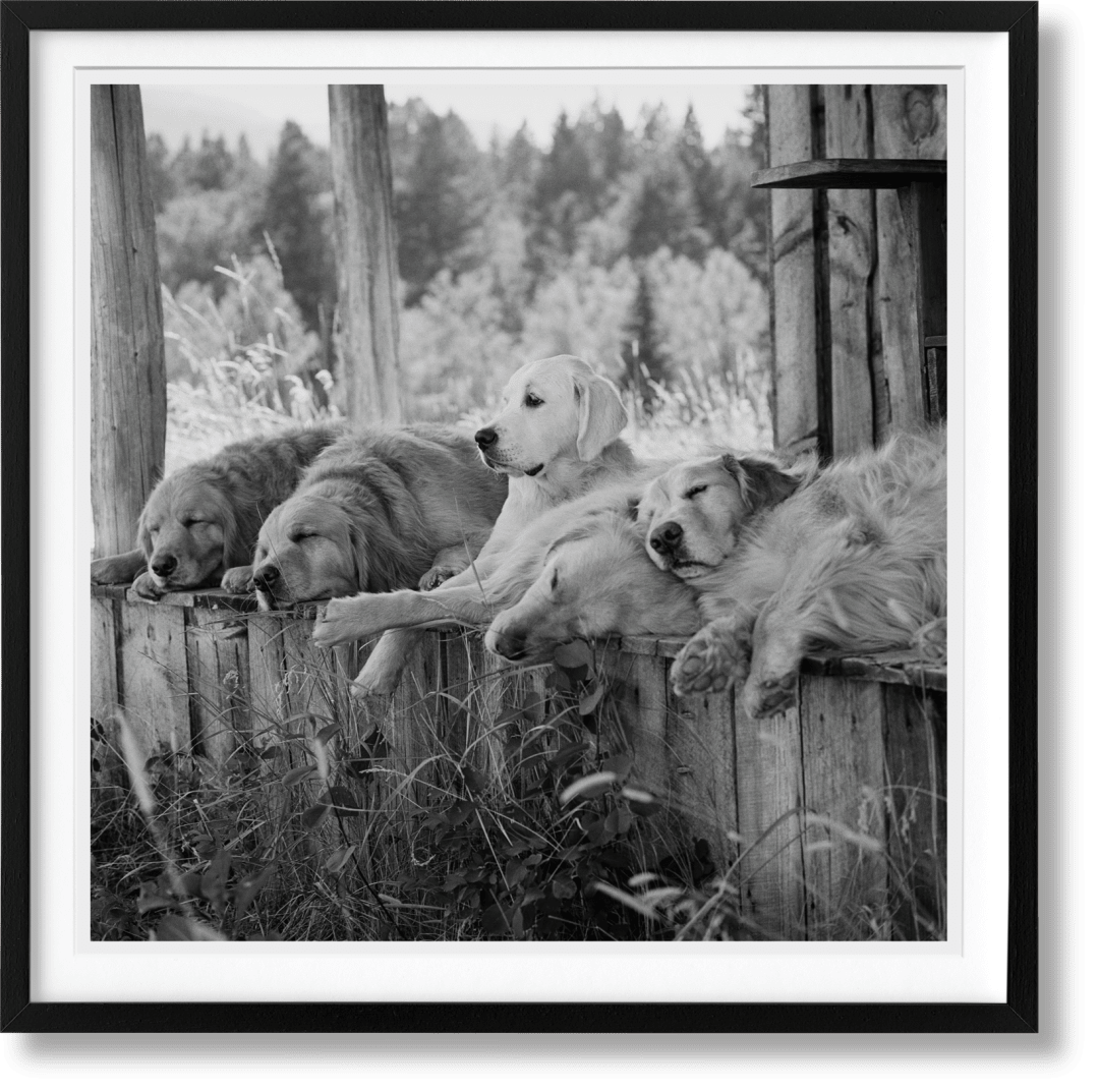 Taschen Bruce Weber. The Golden Retriever Photographic Society. Art Edition No. 1–100 ‘little Bear Ranch, Mo