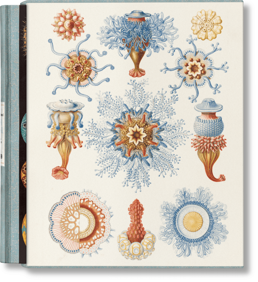 Art And Science Of Ernst Haeckel - Image 5