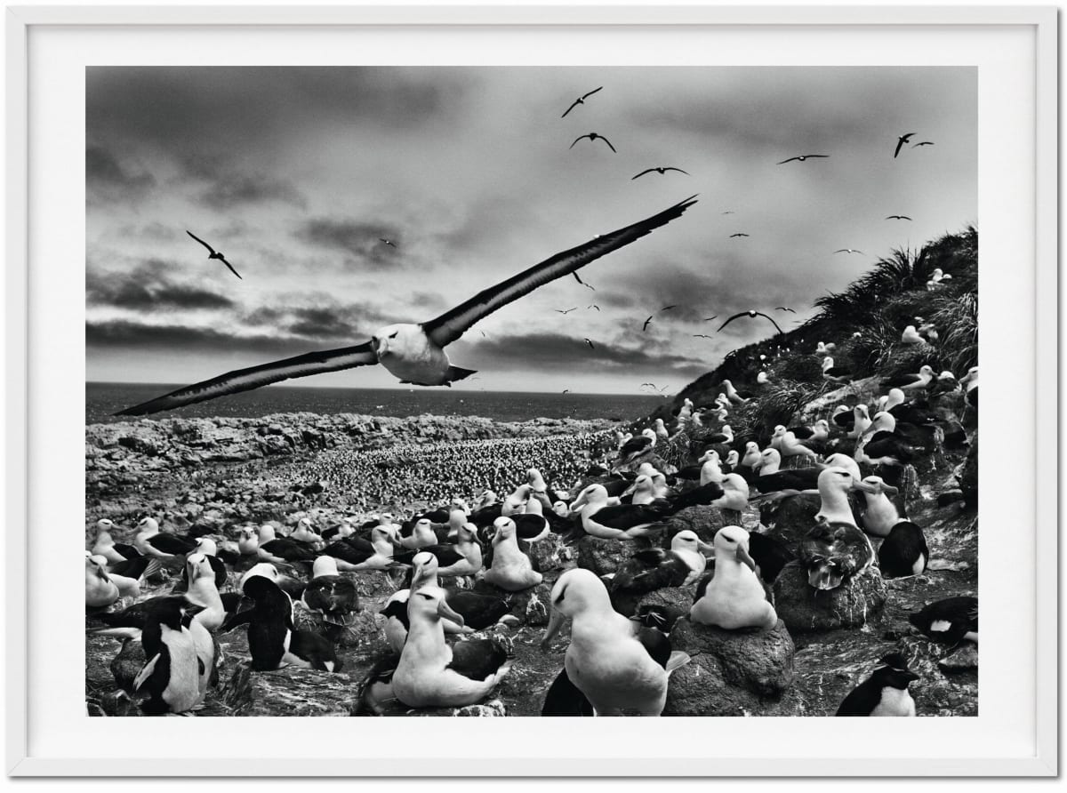 Sebastião Salgado. GENESIS, Art Edition No. 201–300 ‘Black-Browed Albatrosses, Falkland Islands’