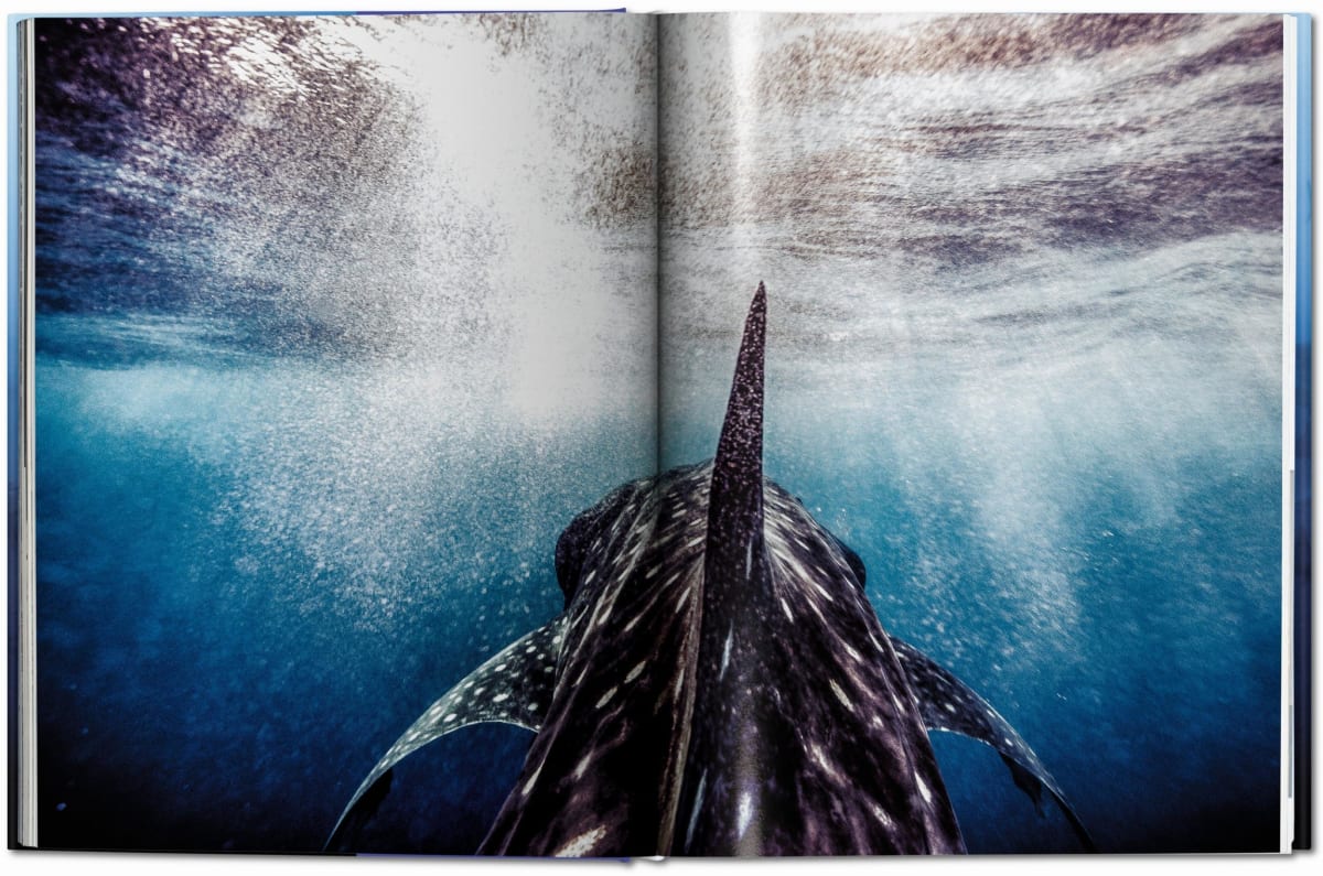 Michael Muller. Sharks
