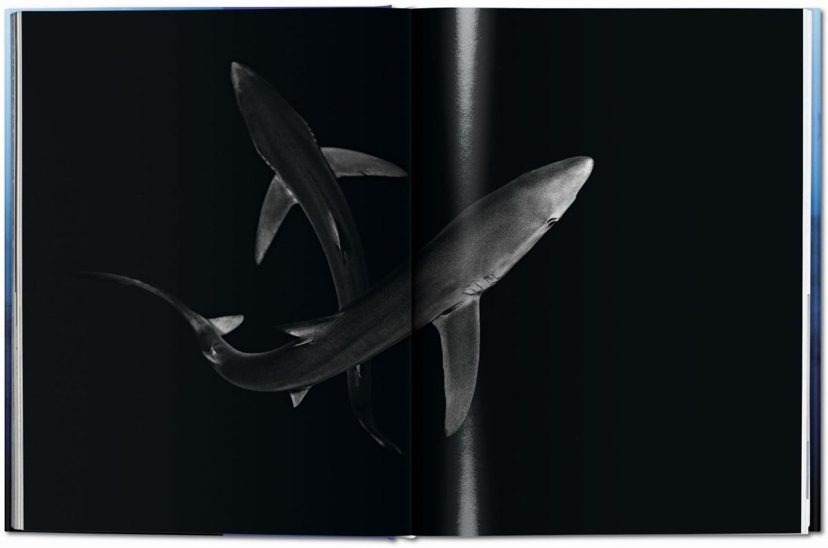 Michael Muller. Sharks