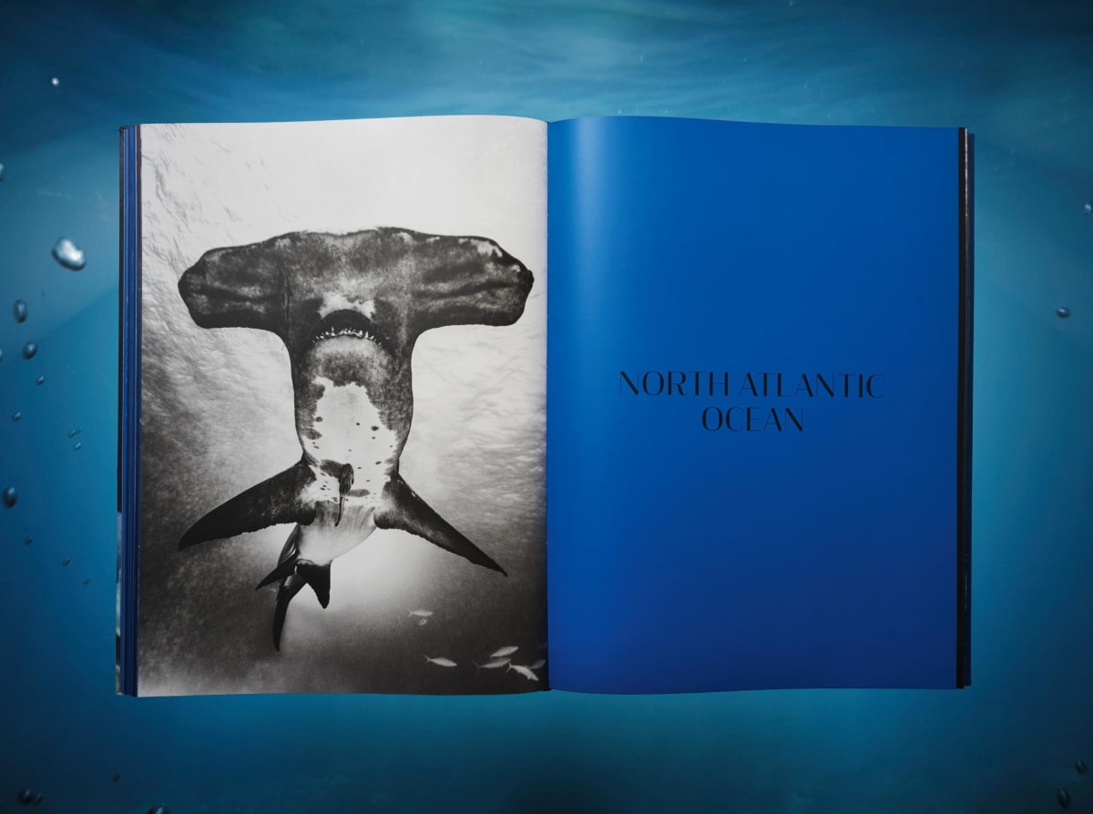Michael Muller. Sharks, Art Edition No. 1–100 ‘Tear You Apart’