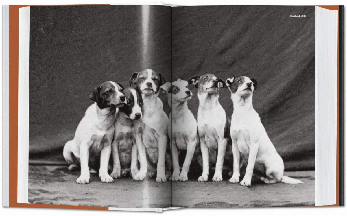 Der Hund in der Fotografie 1839 bis heute