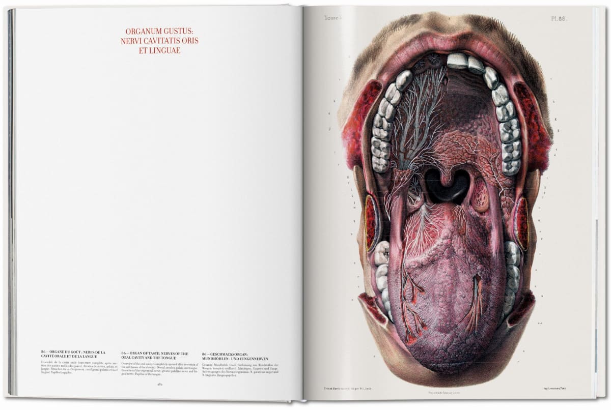 Bourgery. Atlas der menschlichen Anatomie und der Chirurgie