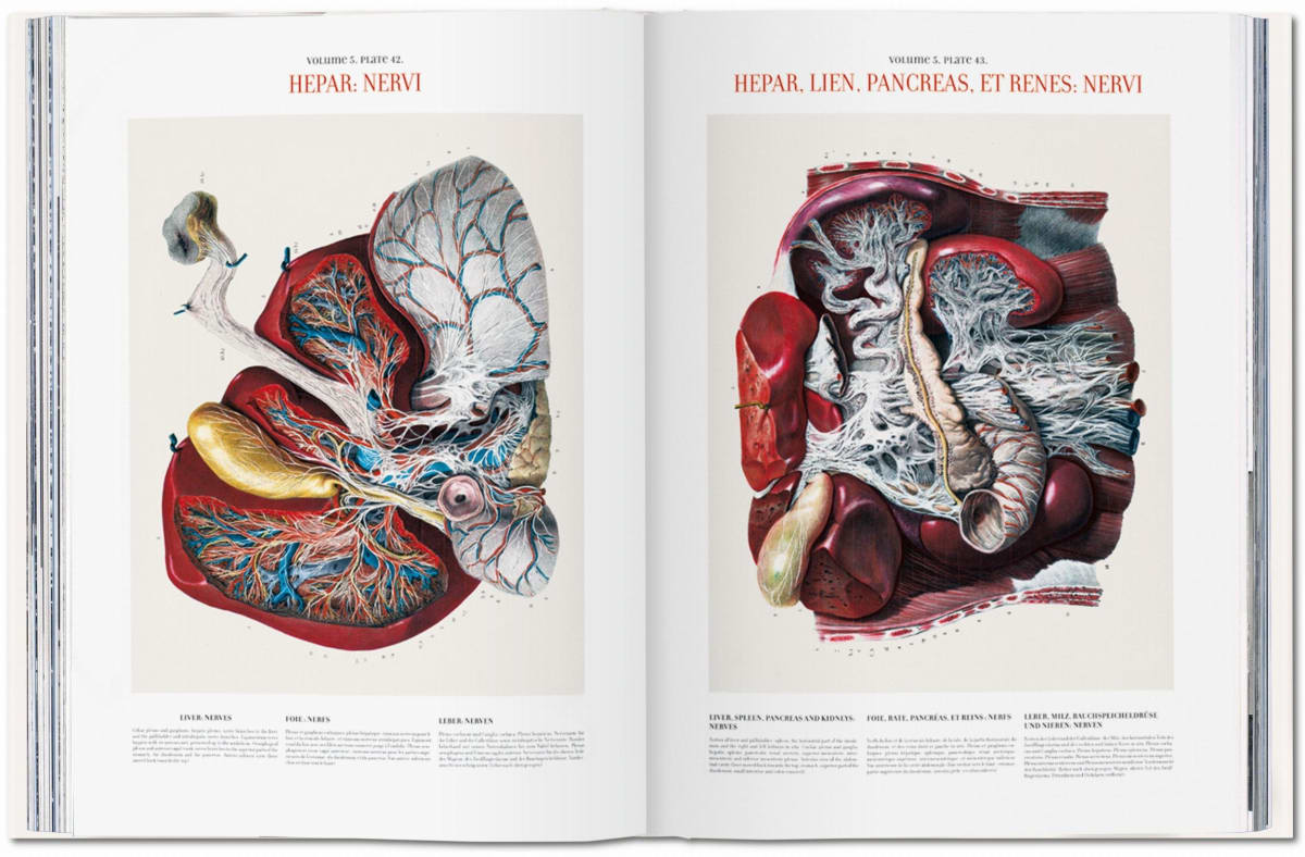 Bourgery. Atlas der menschlichen Anatomie und der Chirurgie