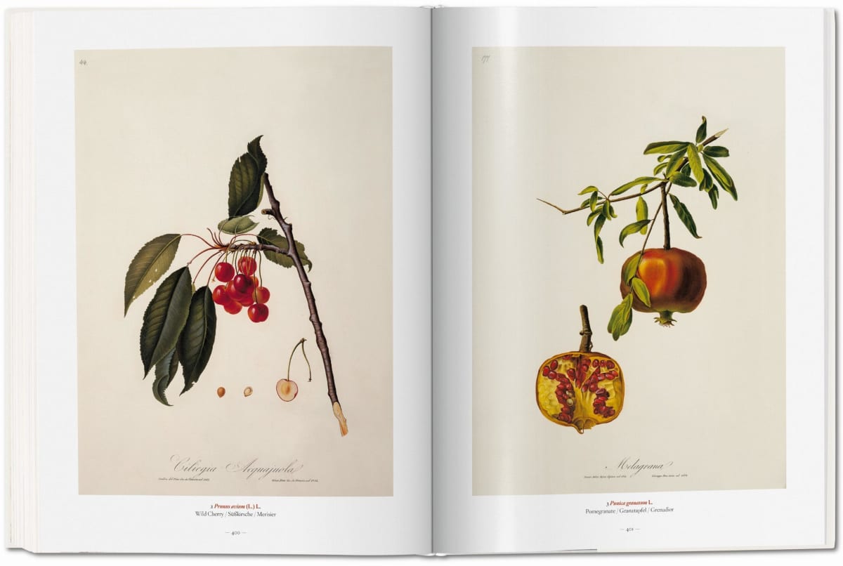 Ein Garten Eden. Meisterwerke der botanischen Illustration