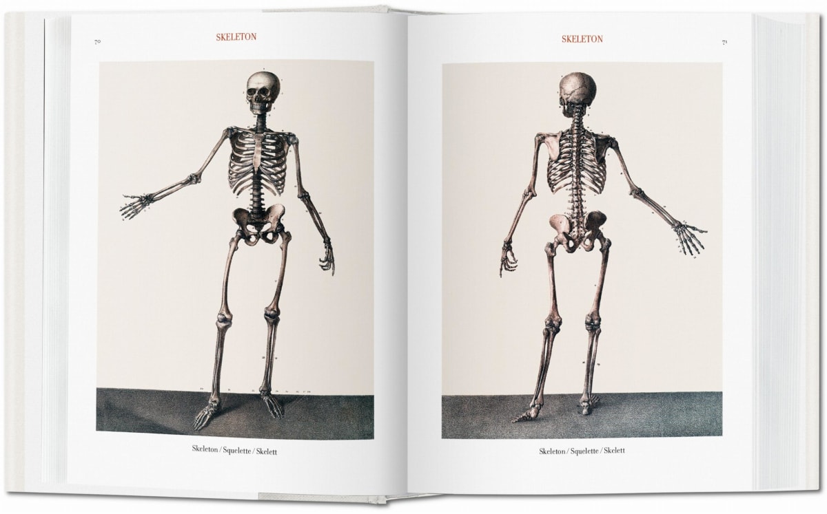 Bourgery. Atlas der menschlichen Anatomie und der Chirurgie