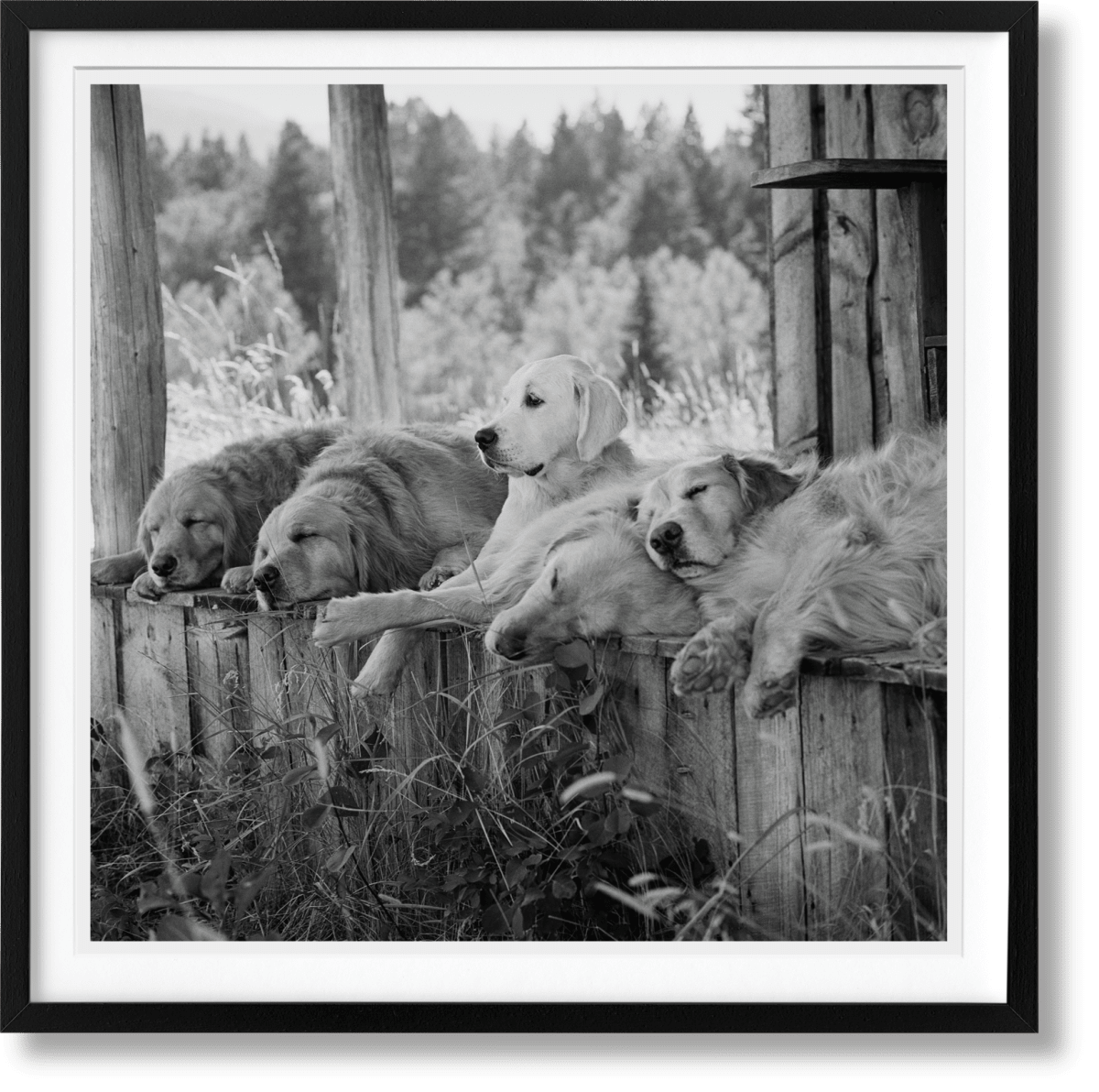 Bruce Weber. The Golden Retriever Photographic Society. Art Edition No. 1–100 ‘Little Bear Ranch, Montana, 1996’