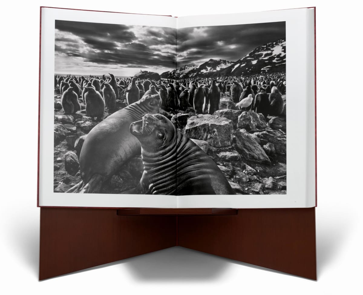 Sebastião Salgado. GENESIS, Art Edition No. 301–400 ‘Marine Iguana, Galápagos, Ecuador’