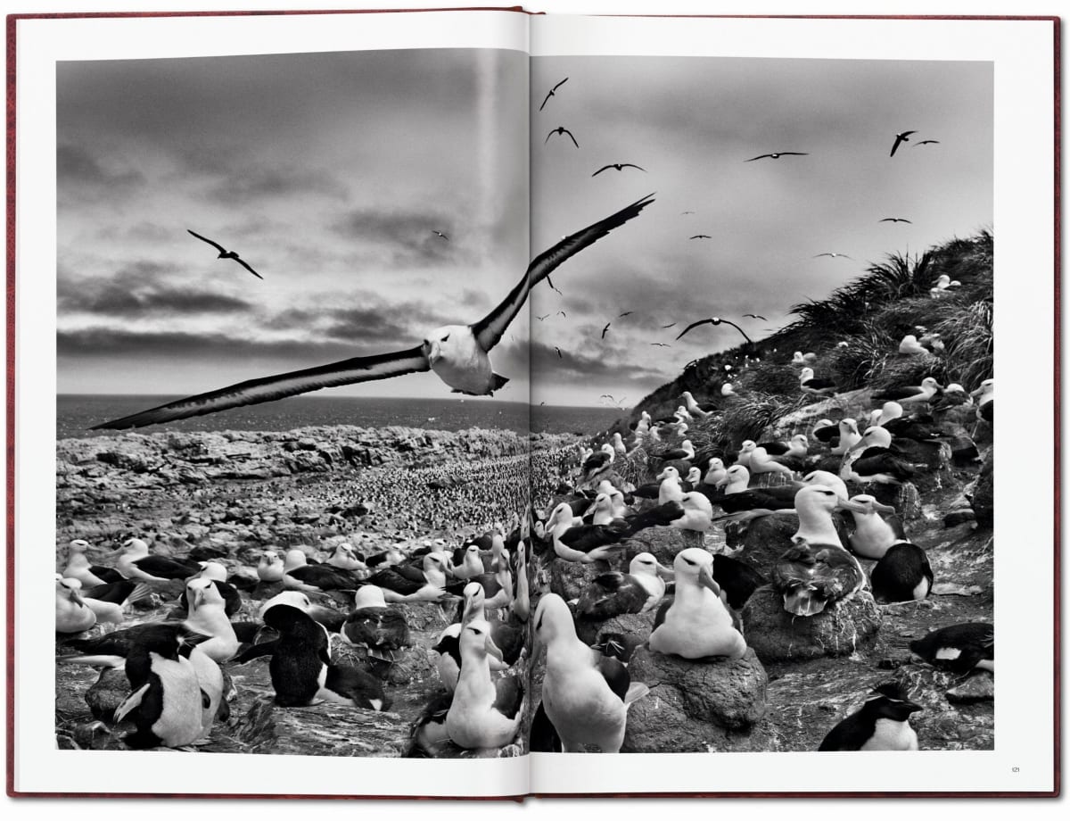 Sebastião Salgado. GENESIS, Art Edition No. 301–400 ‘Marine Iguana, Galápagos, Ecuador’
