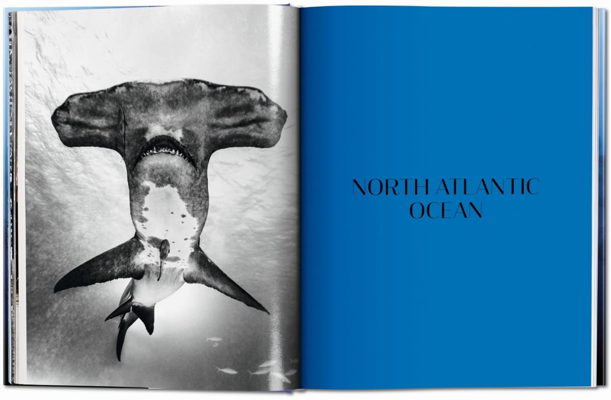 Michael Muller. Sharks. Face-to-Face with the Ocean’s Endangered Predator
