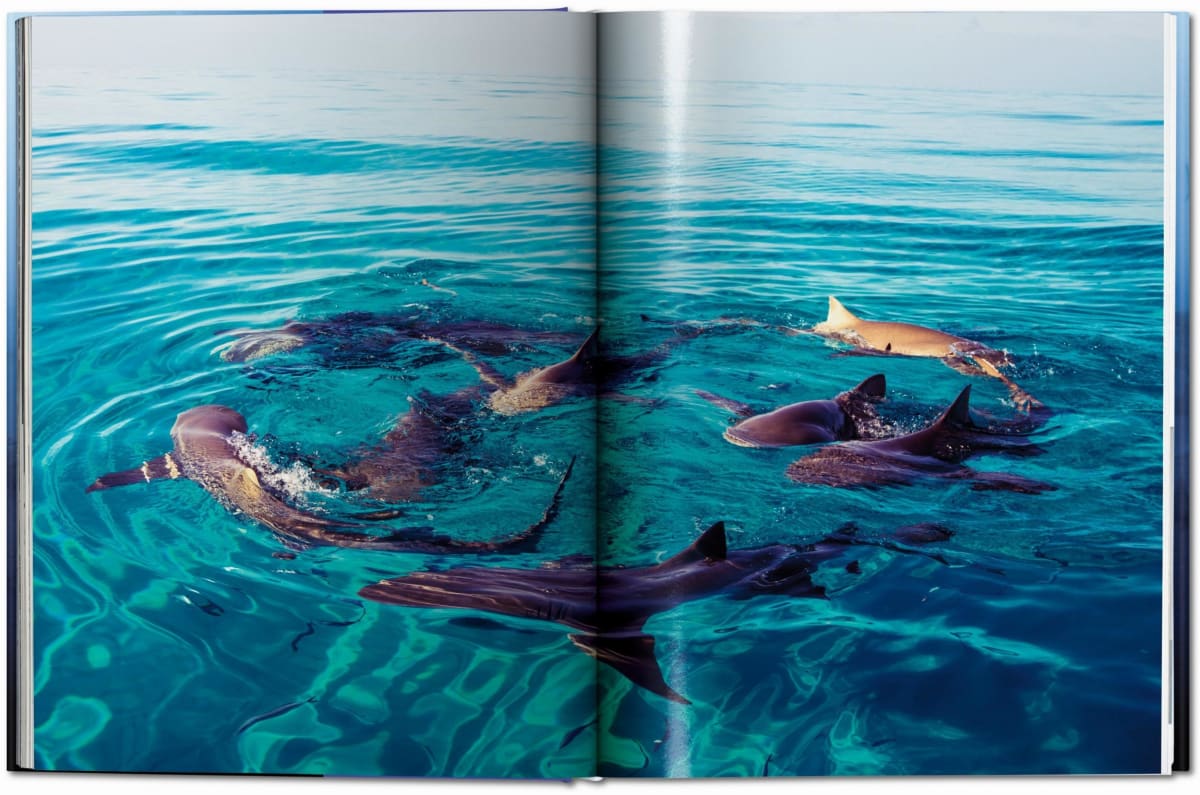 Michael Muller. Sharks. Face-to-Face with the Ocean’s Endangered Predator