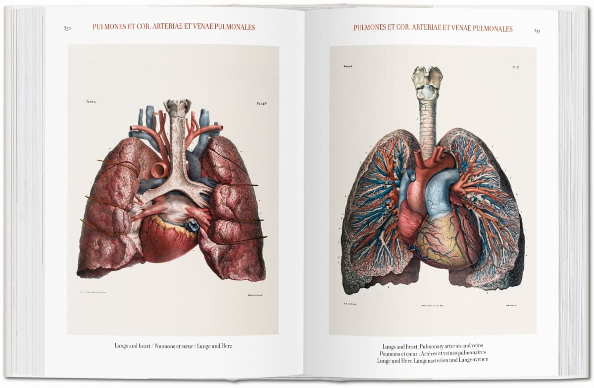 Bourgery. Atlas d’anatomie humaine et de chirurgie