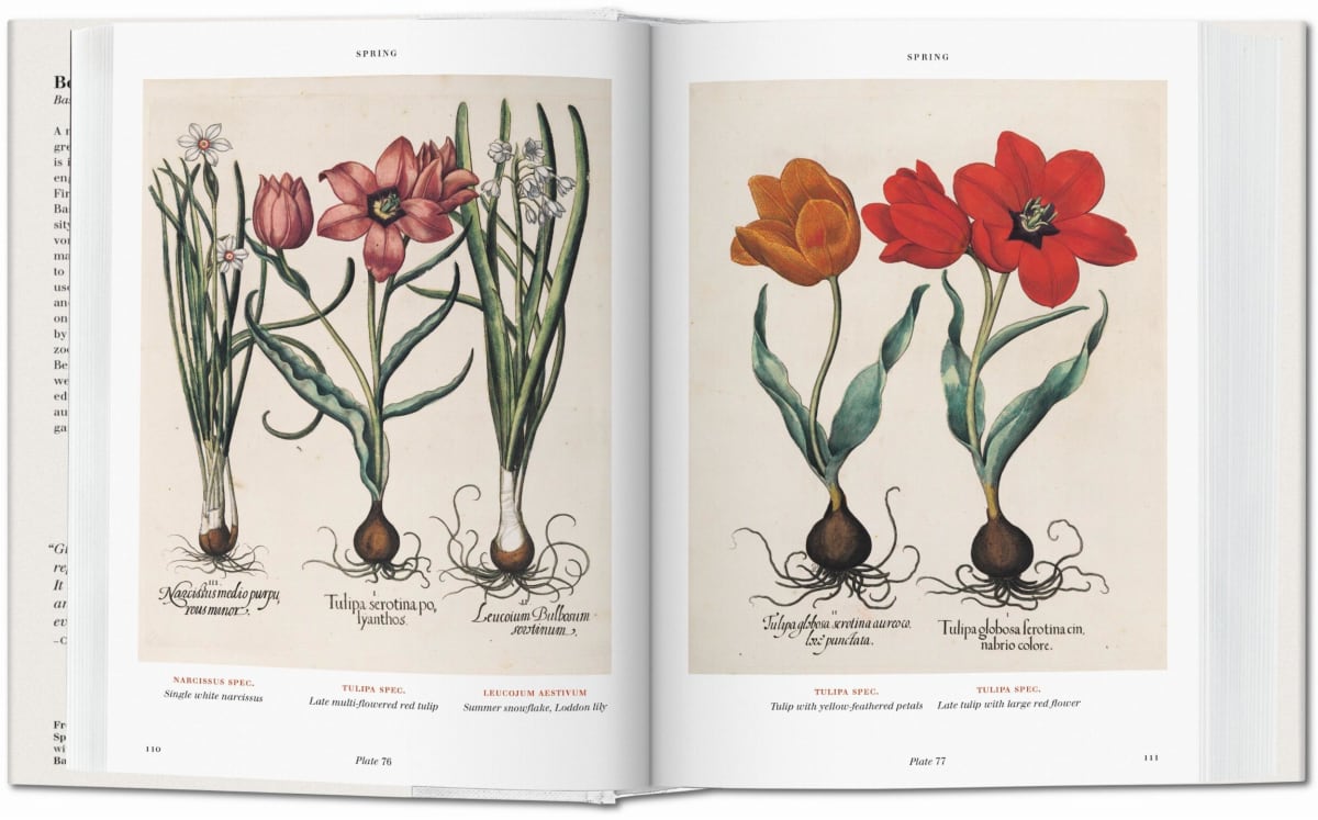 Basilius Besler. Florilegium. The Book of Plants