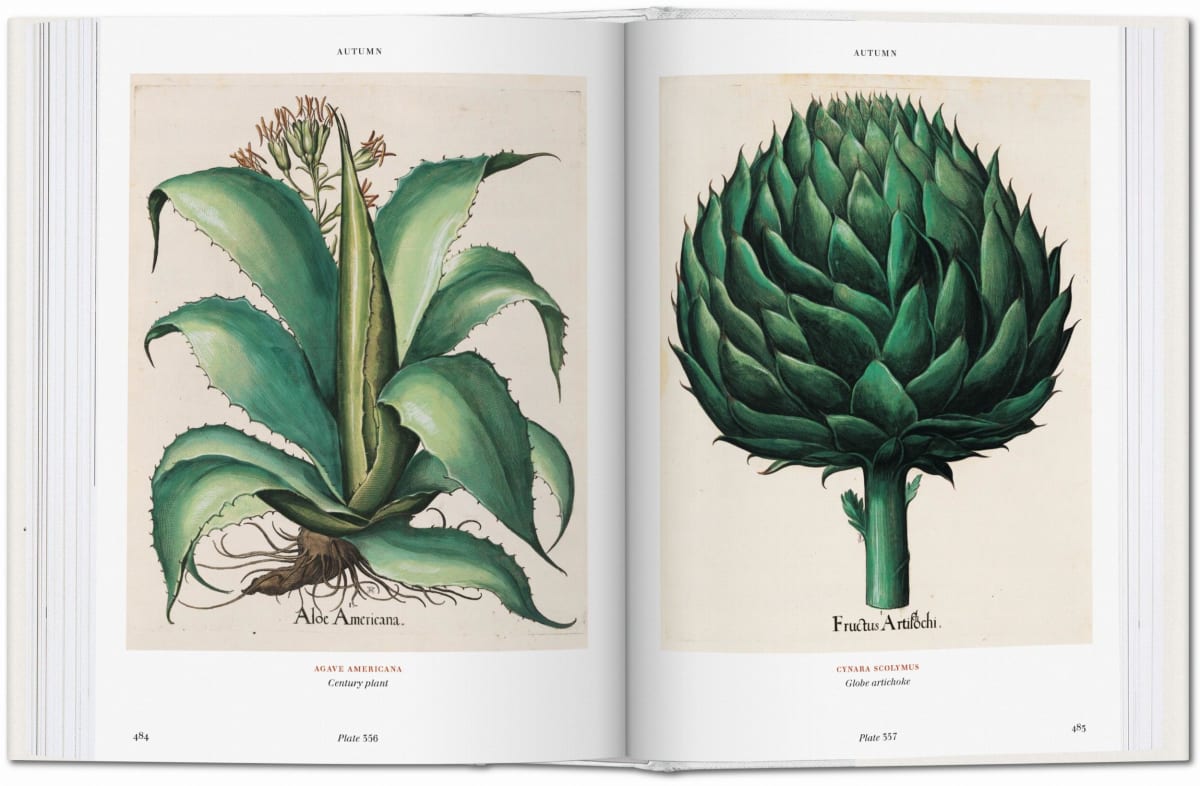 Basilius Besler. Florilegium. The Book of Plants