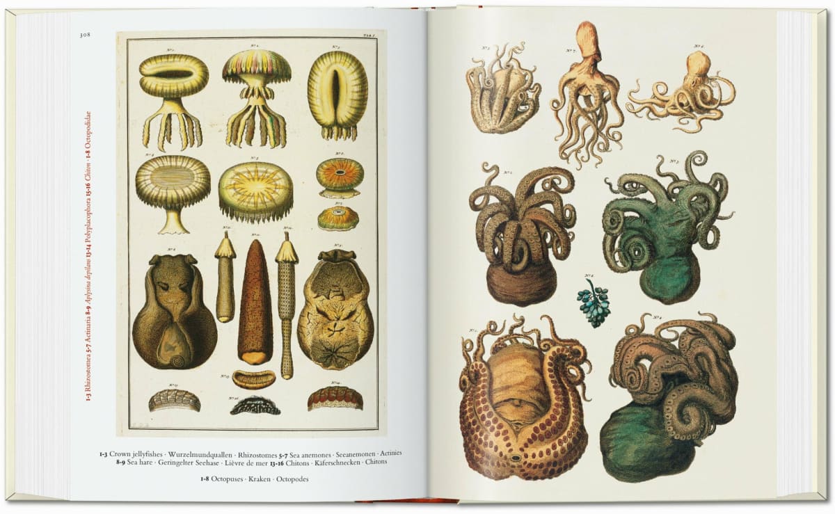 Seba. Das Naturalienkabinett. 40th Ed.