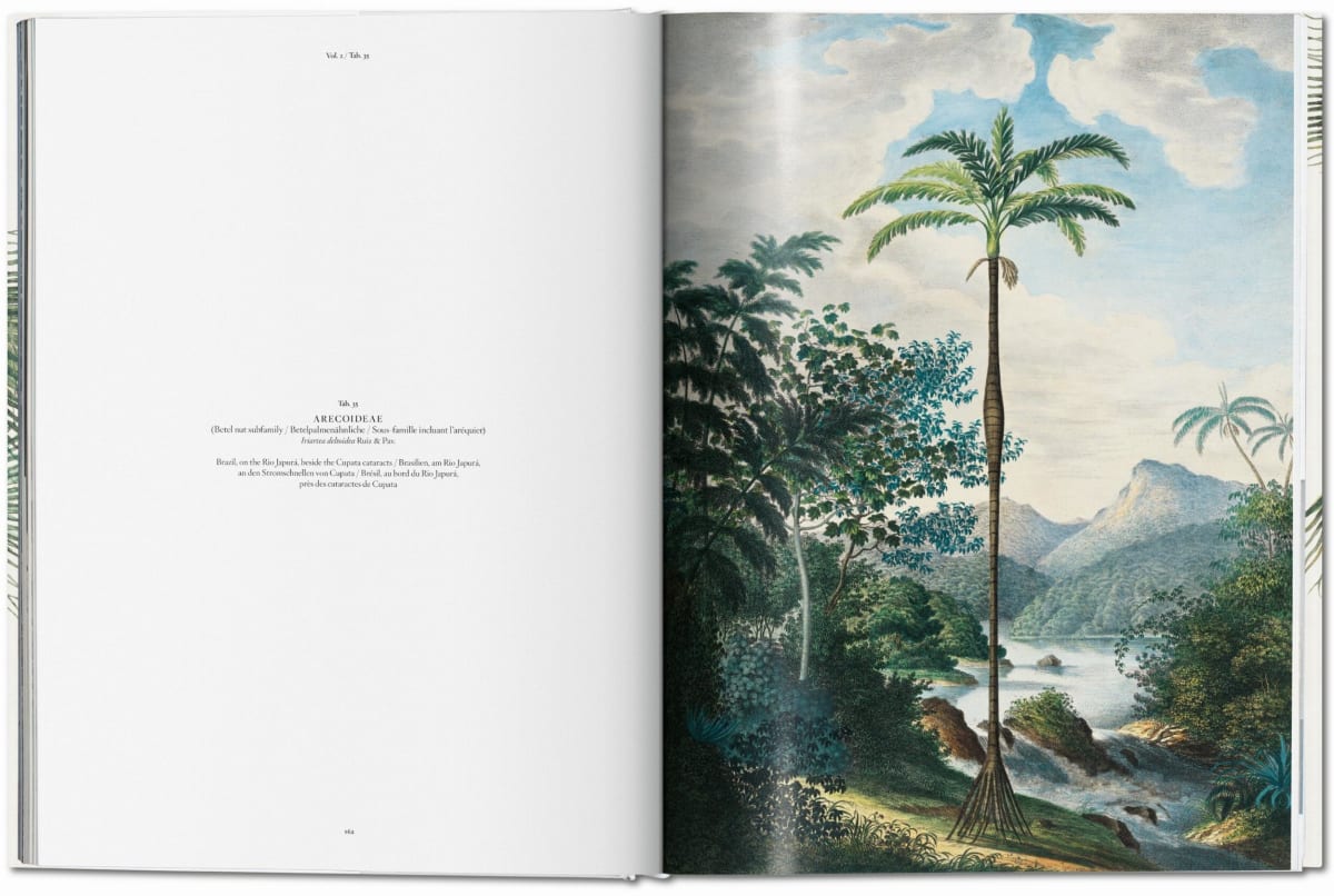 Martius. Le livre des palmiers