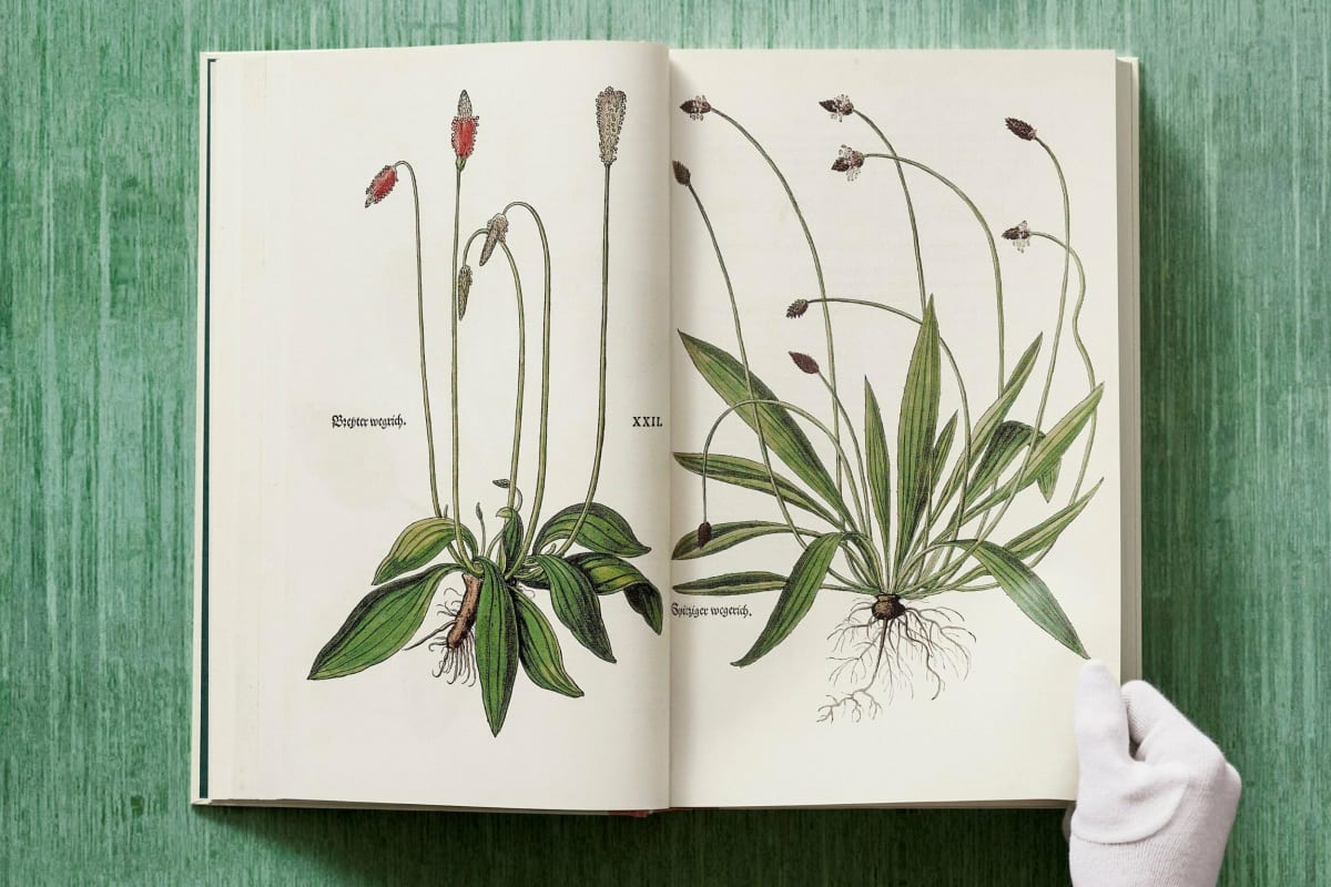 Leonhart Fuchs. Das New Kreüterbuch