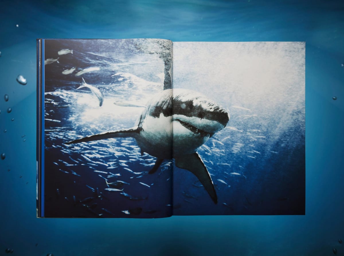Michael Muller. Sharks, Art Edition No. 101–200 ‘Under Study’