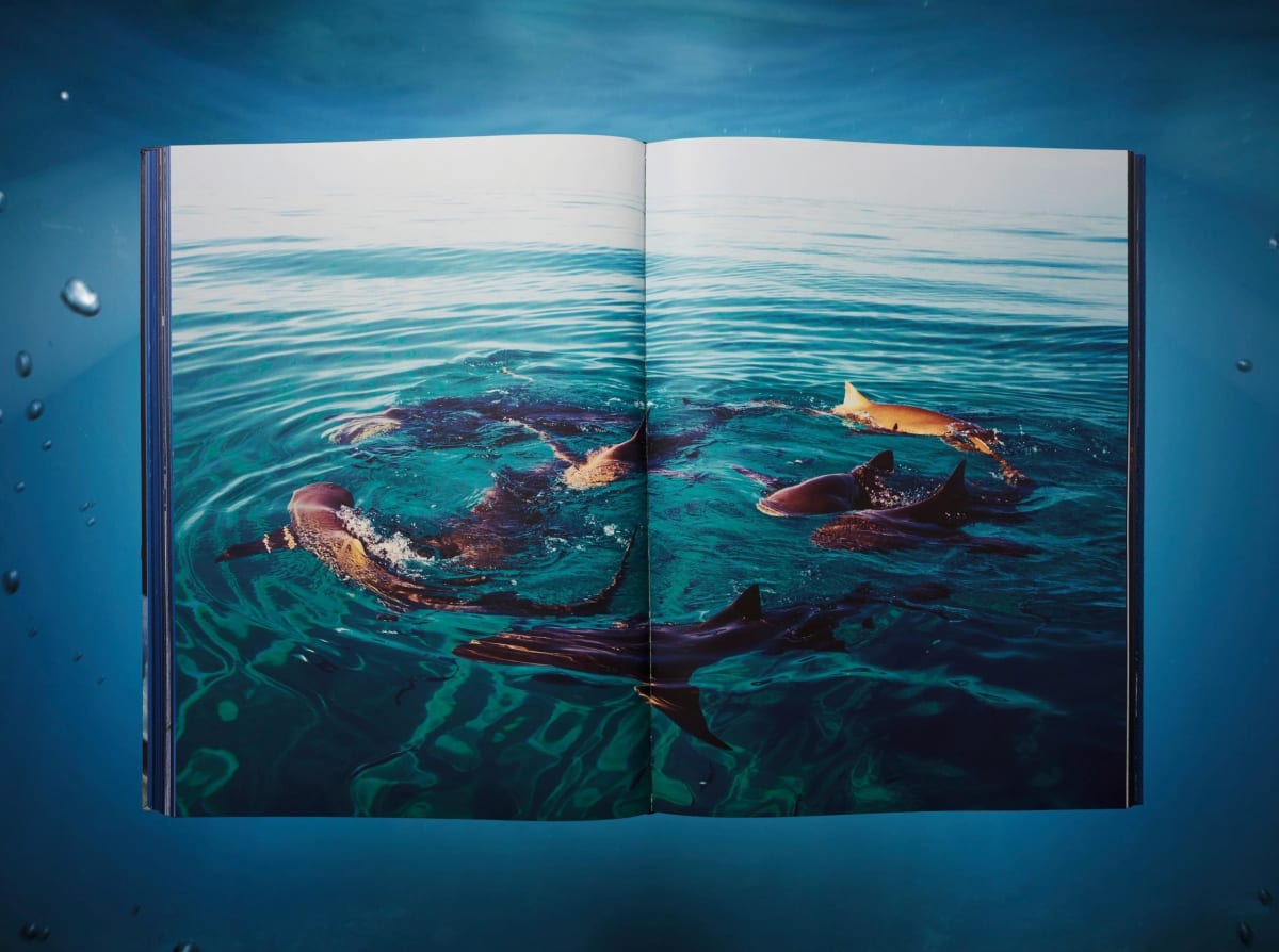 Michael Muller. Sharks, Art Edition No. 101–200 ‘Under Study’