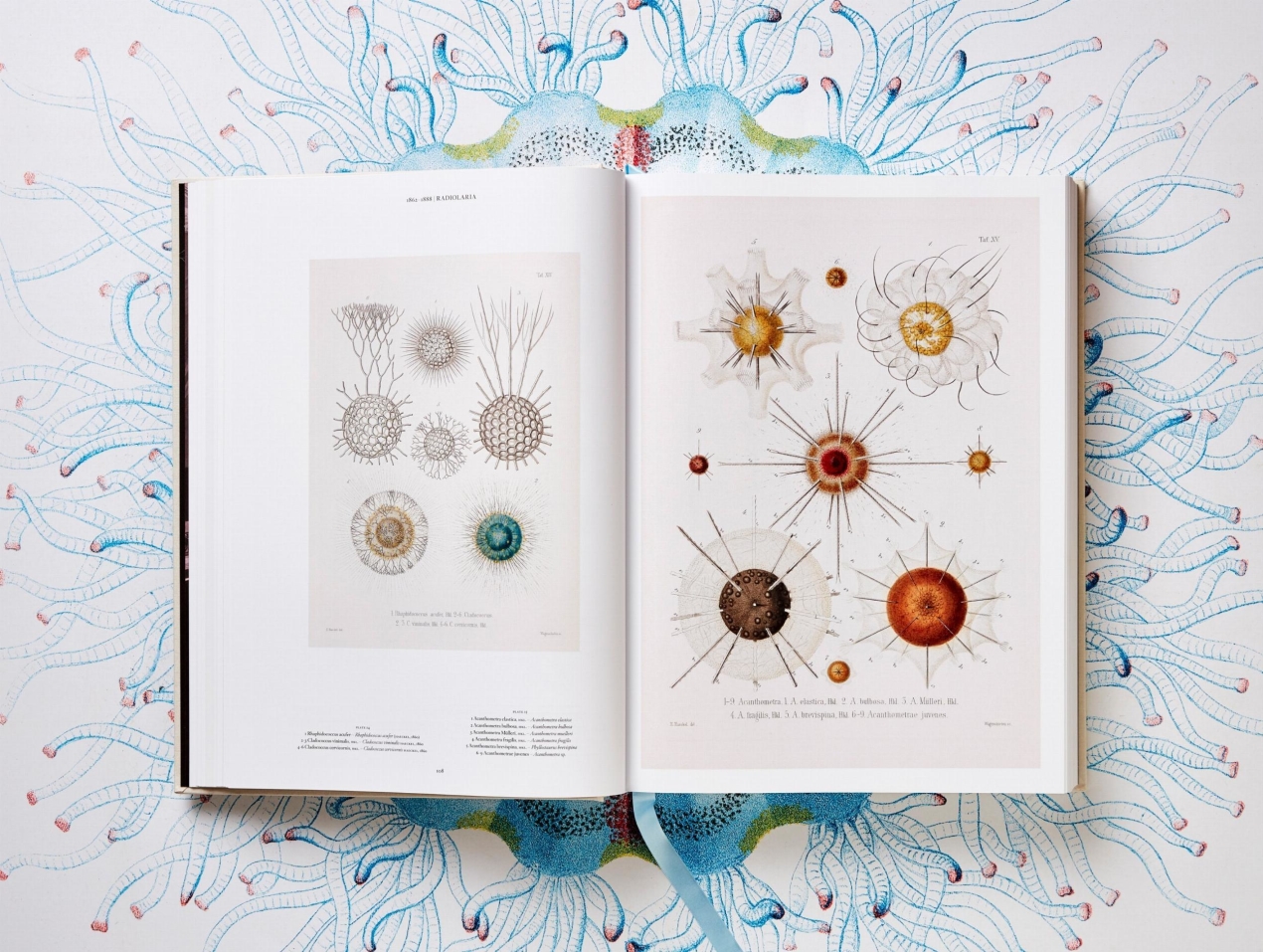 The Art and Science of Ernst Haeckel - Image 5 of 13