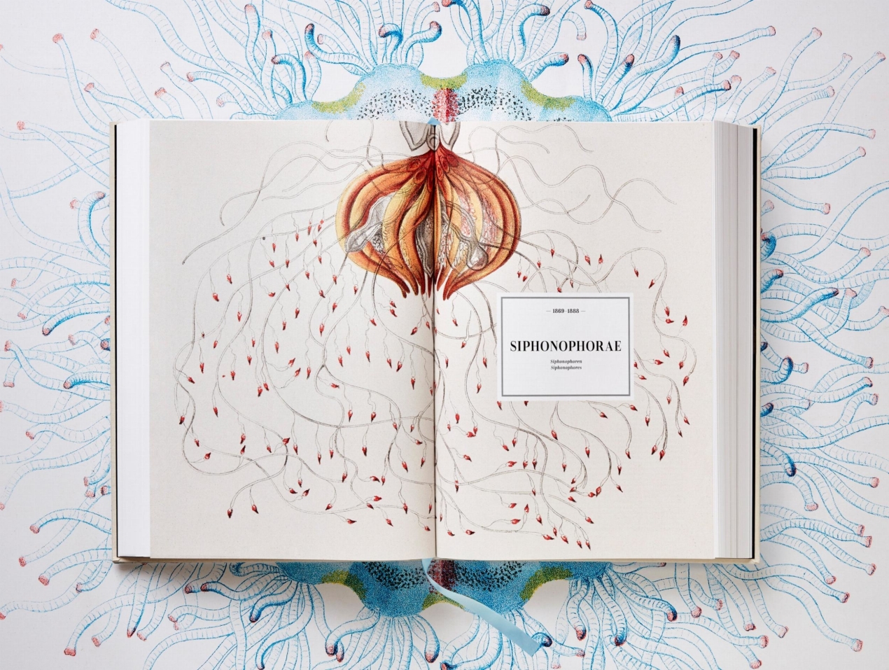 The Art and Science of Ernst Haeckel - Image 6 of 13