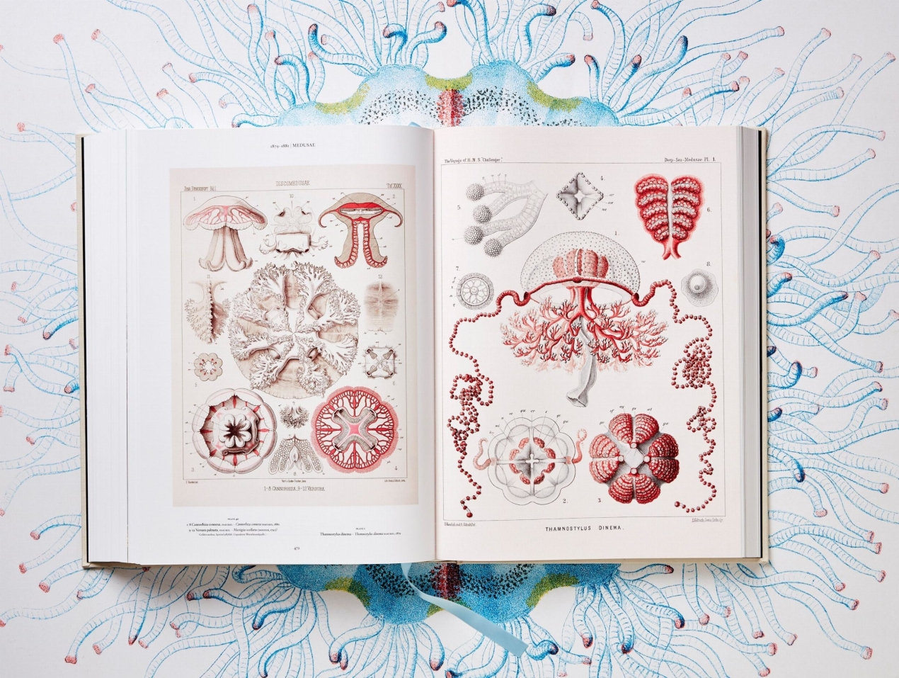 The Art and Science of Ernst Haeckel - Image 9 of 13