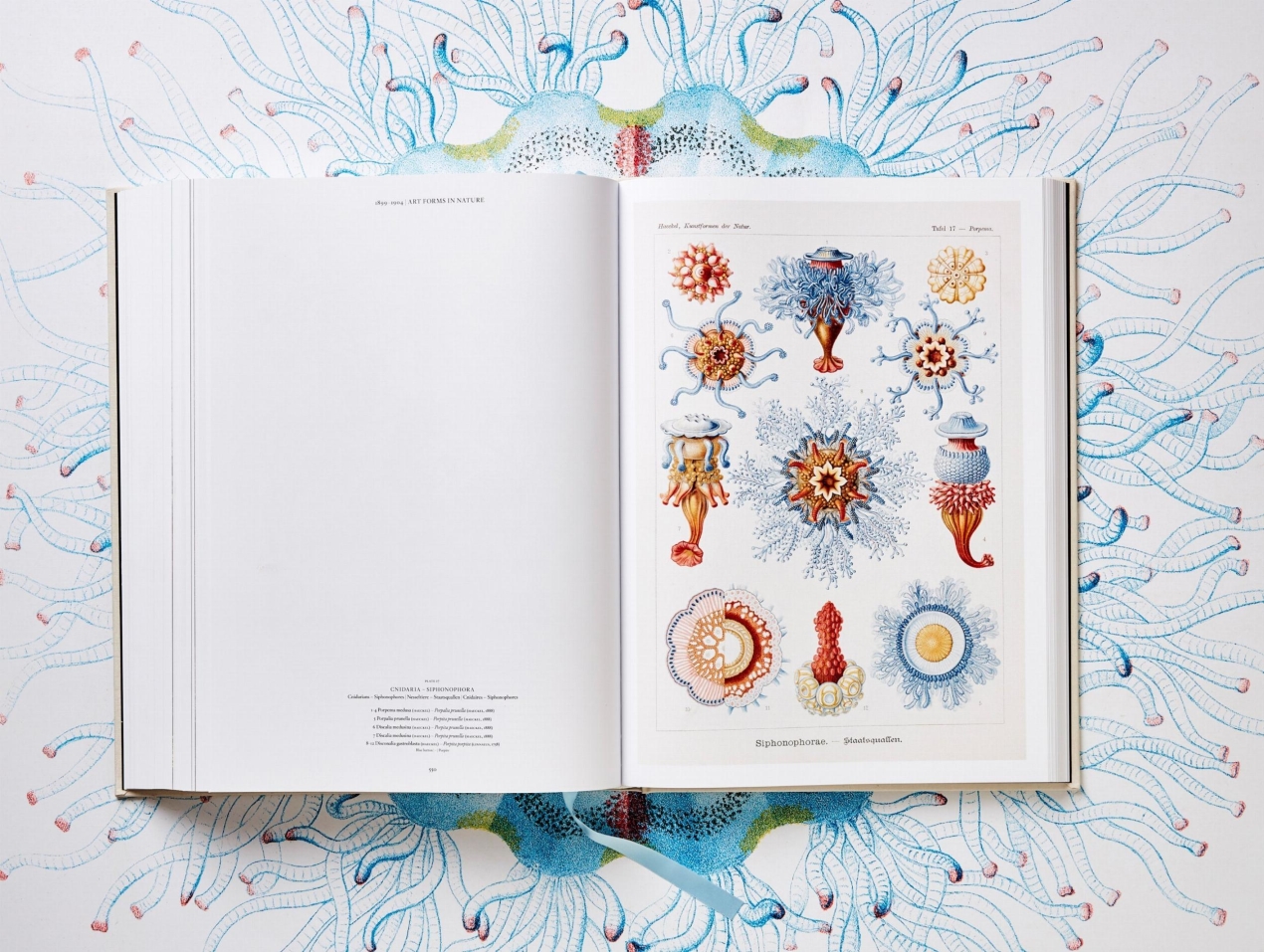 The Art and Science of Ernst Haeckel - Image 11 of 13