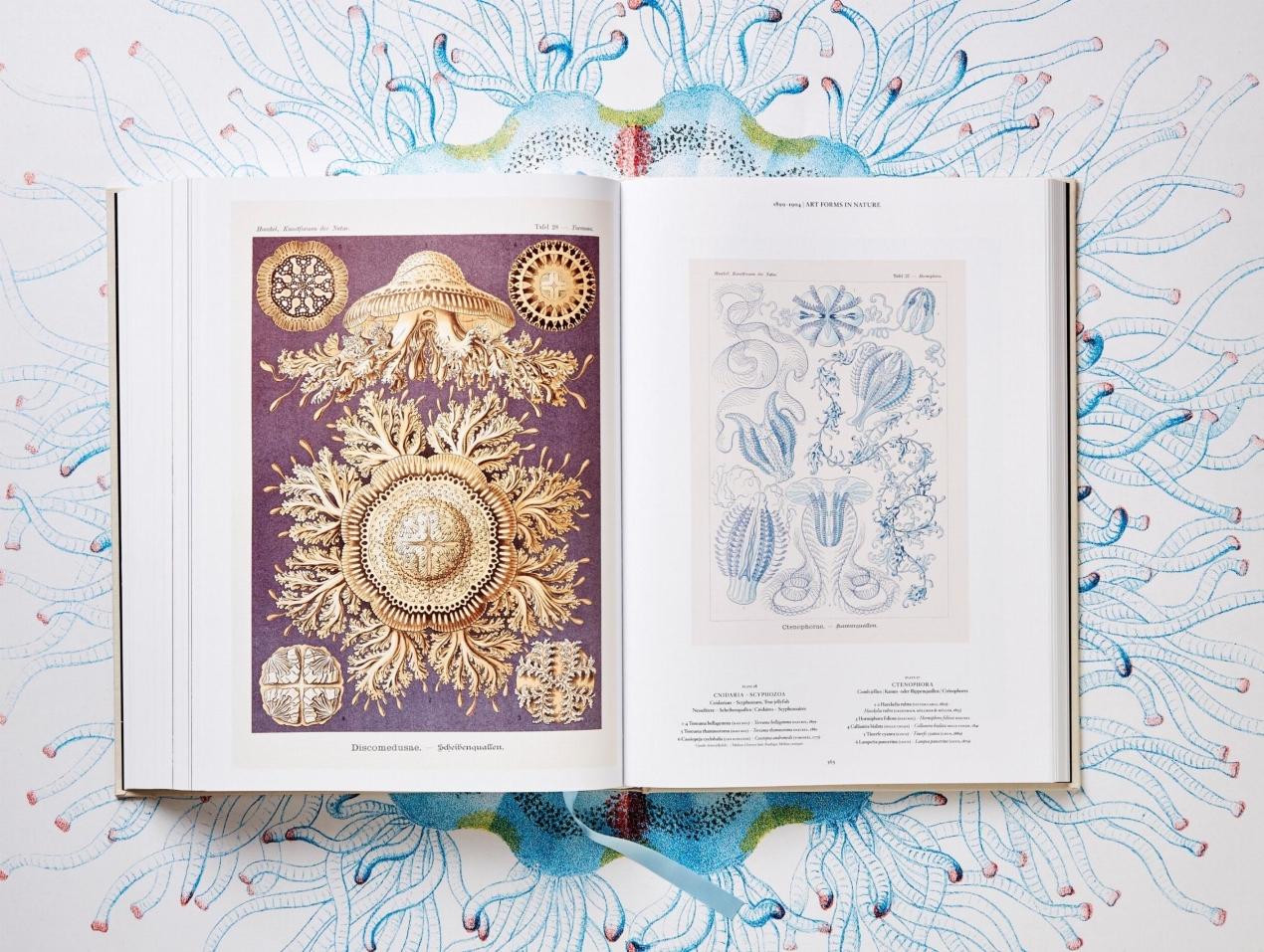 The Art and Science of Ernst Haeckel - Image 12 of 13