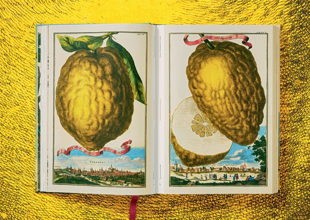 J. C. Volkamer. The Book of Citrus Fruits - Immagine 5 di 12