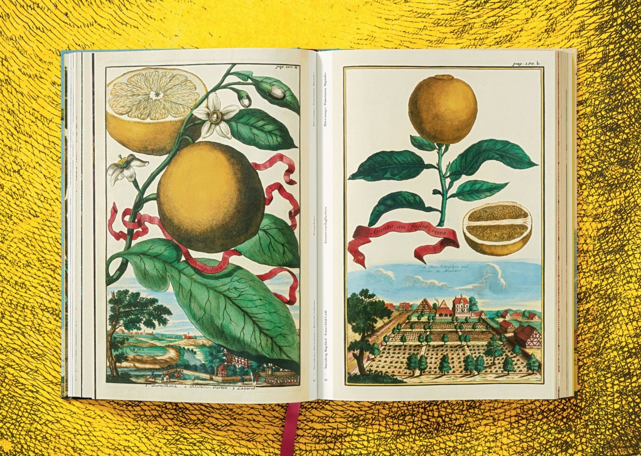 J. C. Volkamer. The Book of Citrus Fruits - Immagine 6 di 12