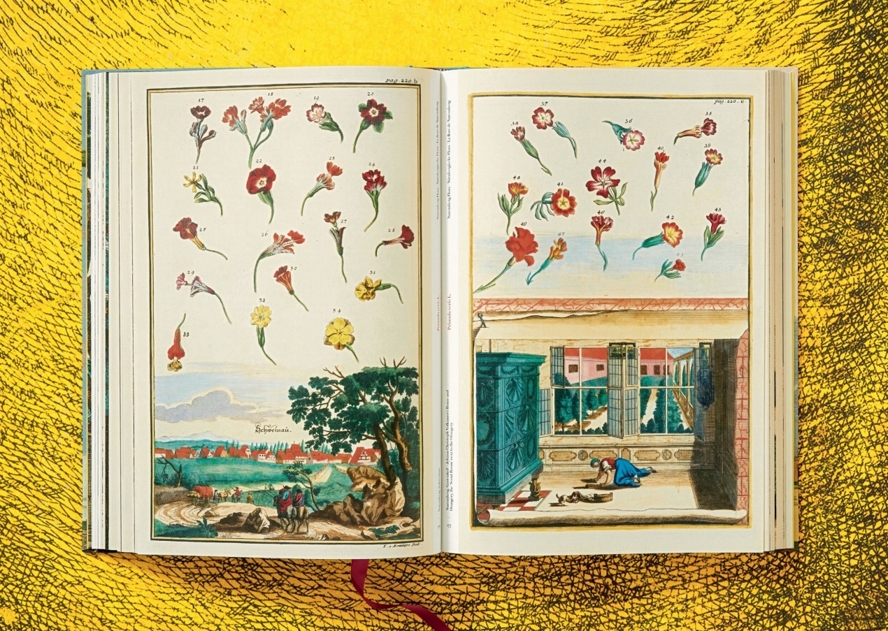 J. C. Volkamer. The Book of Citrus Fruits - Immagine 7 di 12