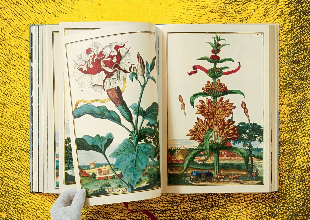 J. C. Volkamer. The Book of Citrus Fruits - Immagine 8 di 12