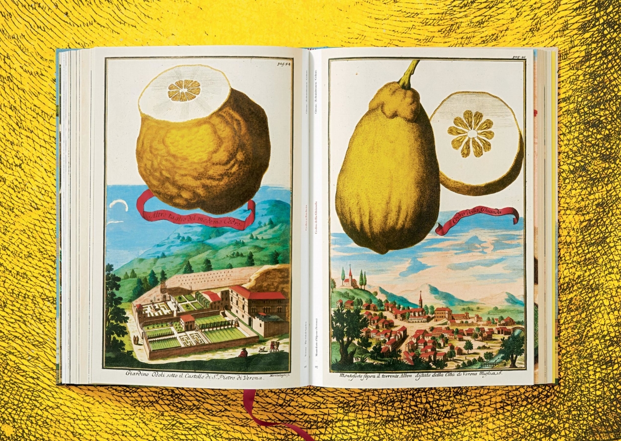 J. C. Volkamer. The Book of Citrus Fruits - Immagine 9 di 12