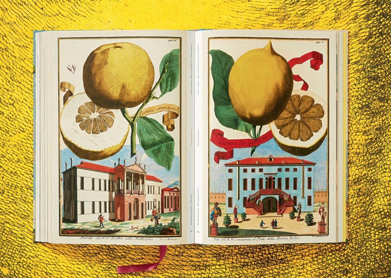 J. C. Volkamer. The Book of Citrus Fruits - Immagine 10 di 12