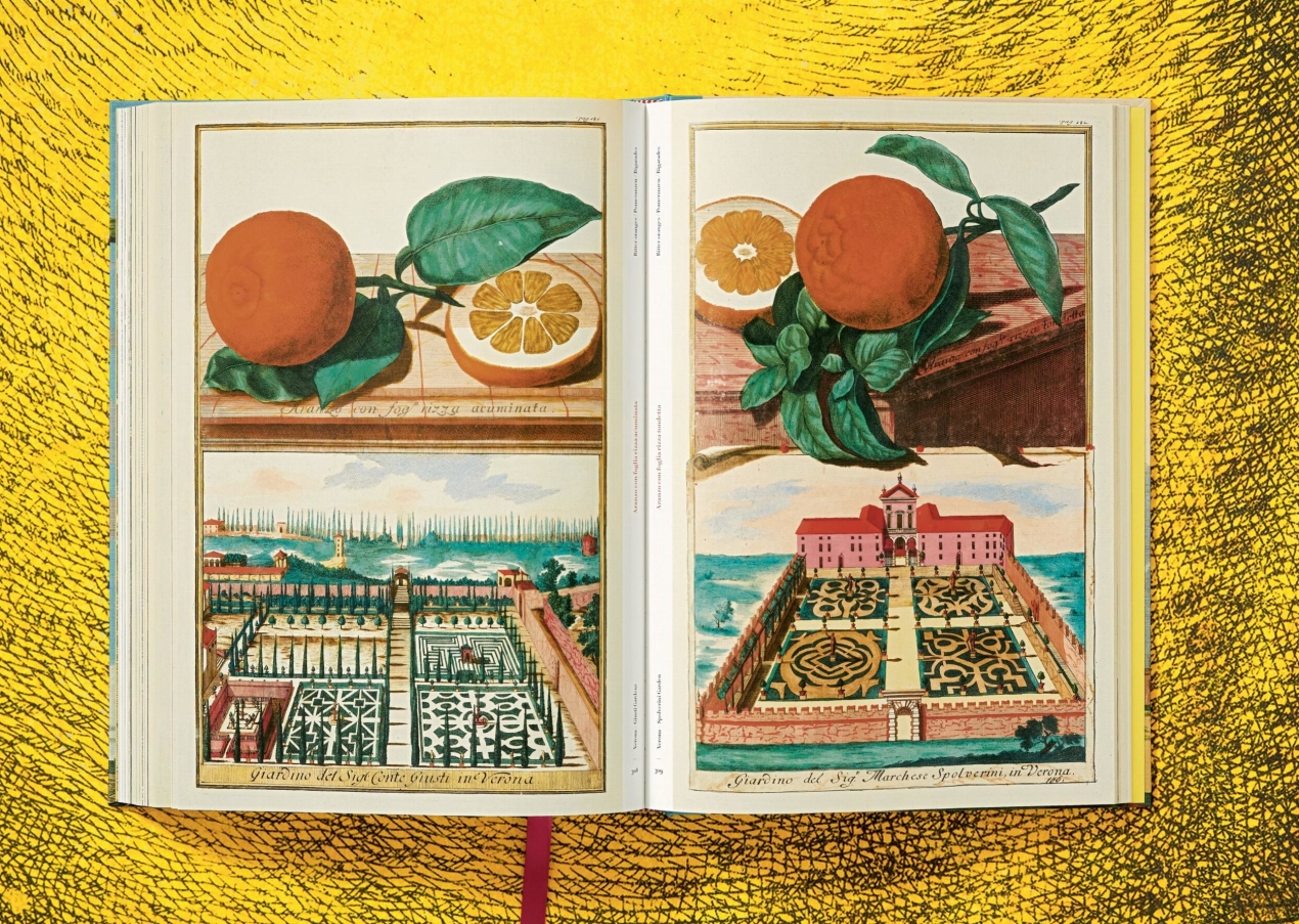 J. C. Volkamer. The Book of Citrus Fruits - Immagine 11 di 12