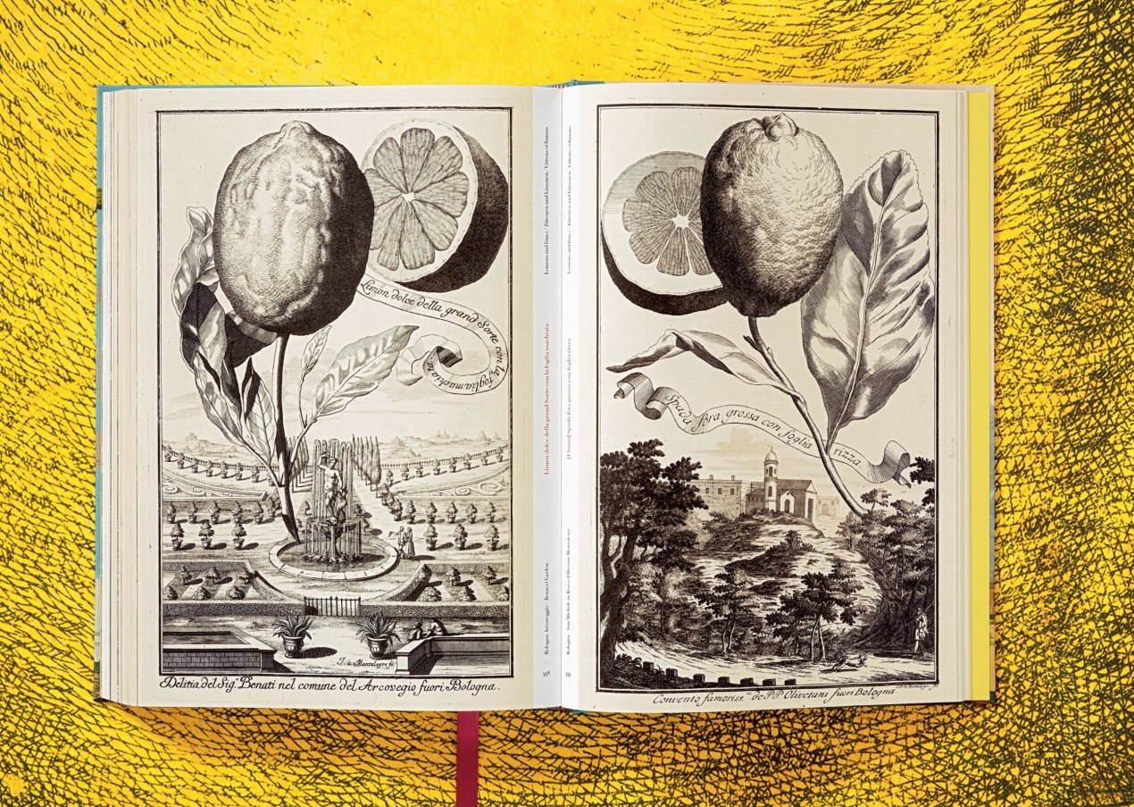 J. C. Volkamer. The Book of Citrus Fruits - Immagine 12 di 12