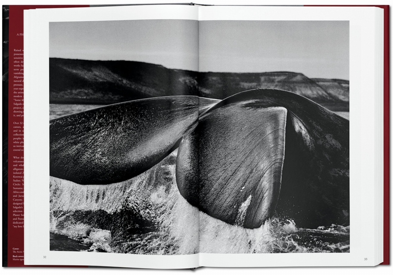 Sebastião Salgado. GENESIS - Image 4 de 11