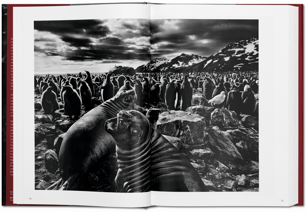 Sebastião Salgado. GENESIS - Image 5 de 11