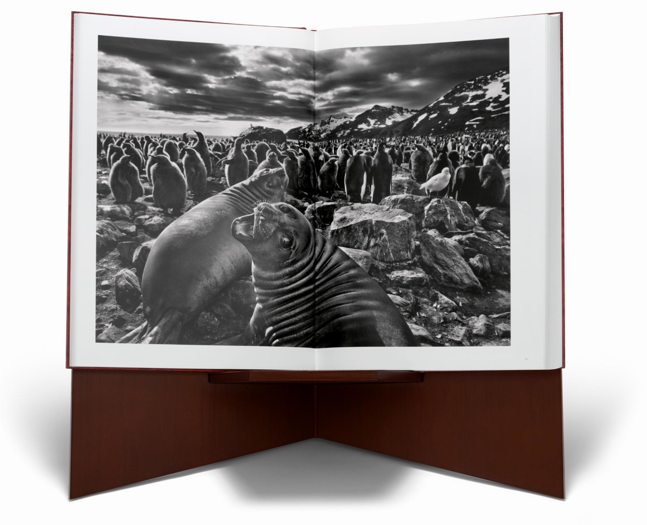 Sebastião Salgado. GENESIS, Art Edition No. 301–400 ‘Marine Iguana, Galápagos, Ecuador’ - Bild 6 von 12