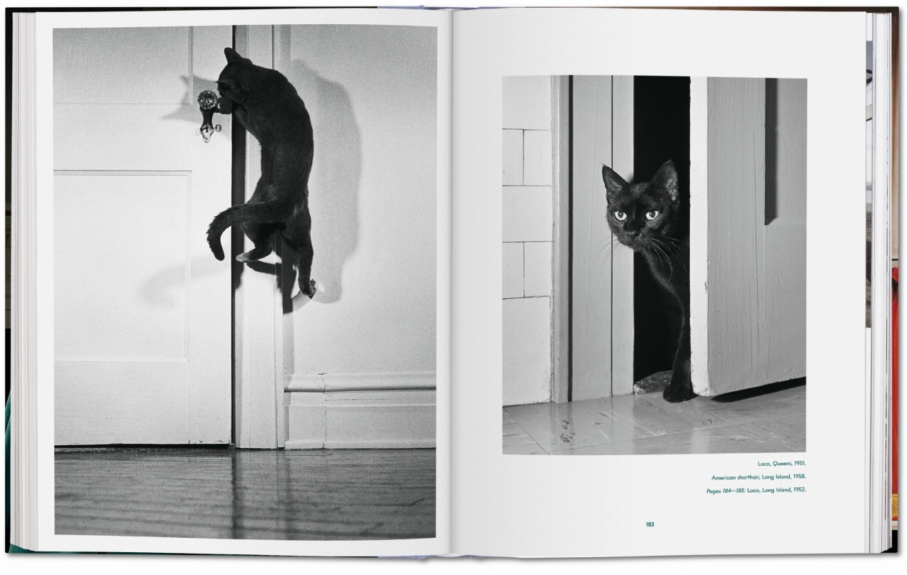 Walter Chandoha. Cats. Photographs 1942–2018 - Imagen 12 de 18