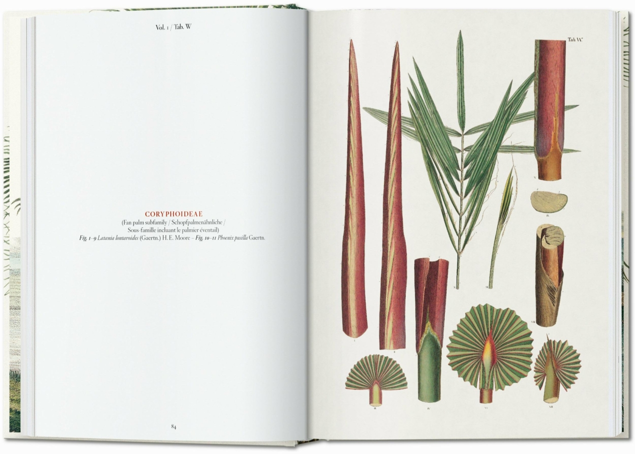 Martius. The Book of Palms. 45th Ed. - Imagen 4 de 8